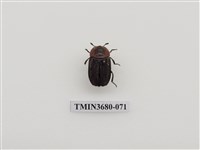 藏品(埋葬蟲)的圖片